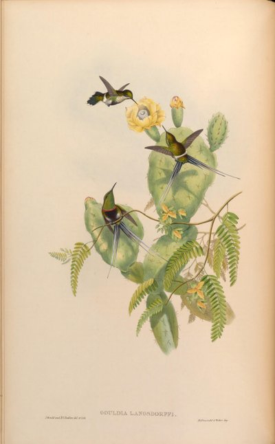 Gouldia langsdorffi = Discosura langsdorffi langsdorffi - John Gould